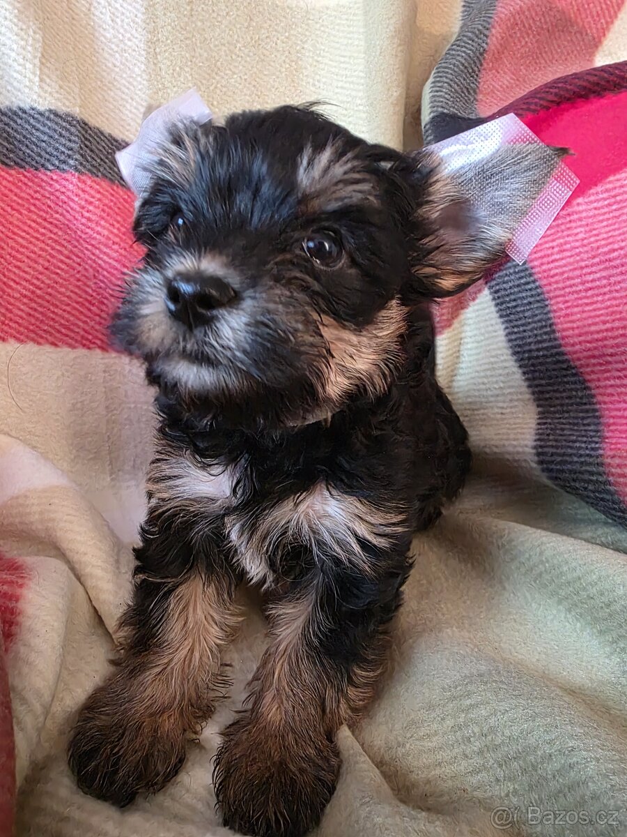 Jorkšířský teriér s PP - 2