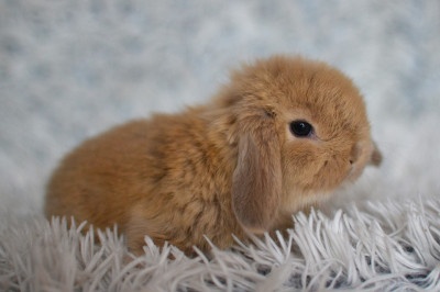 Nabízíme minilopy k rezervaci - 2