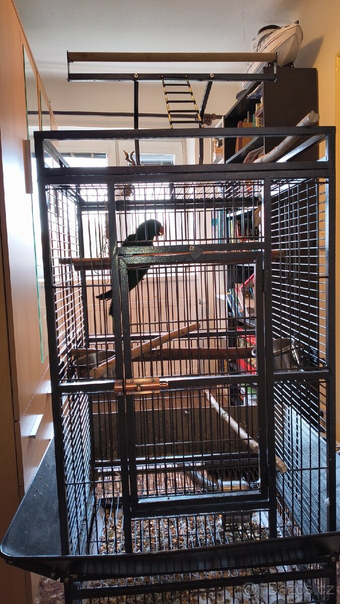 Papoušek Eklektus, ručně dokrmený - 2