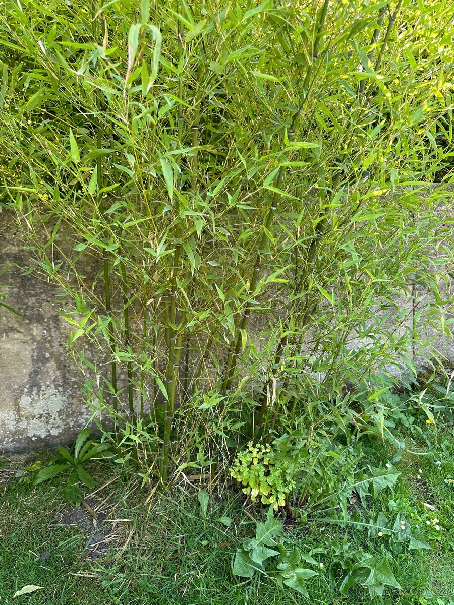 Zahradní bambus - 2
