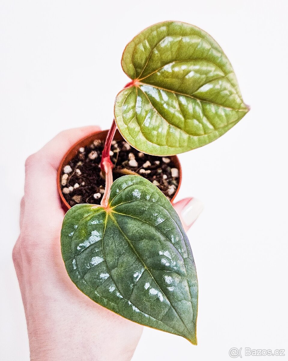 Anthurium Luxurians raritka - 2