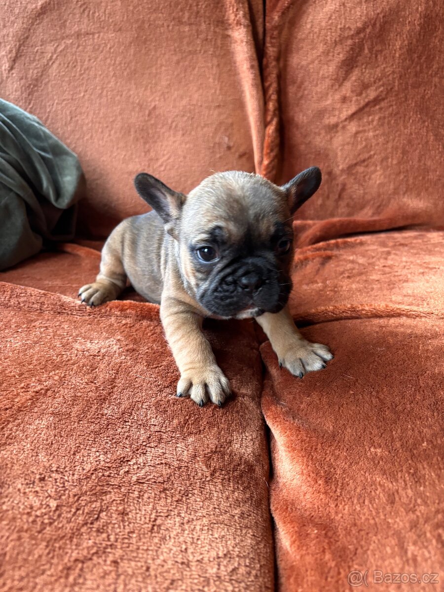Francouzský buldoček - štěnata - 2