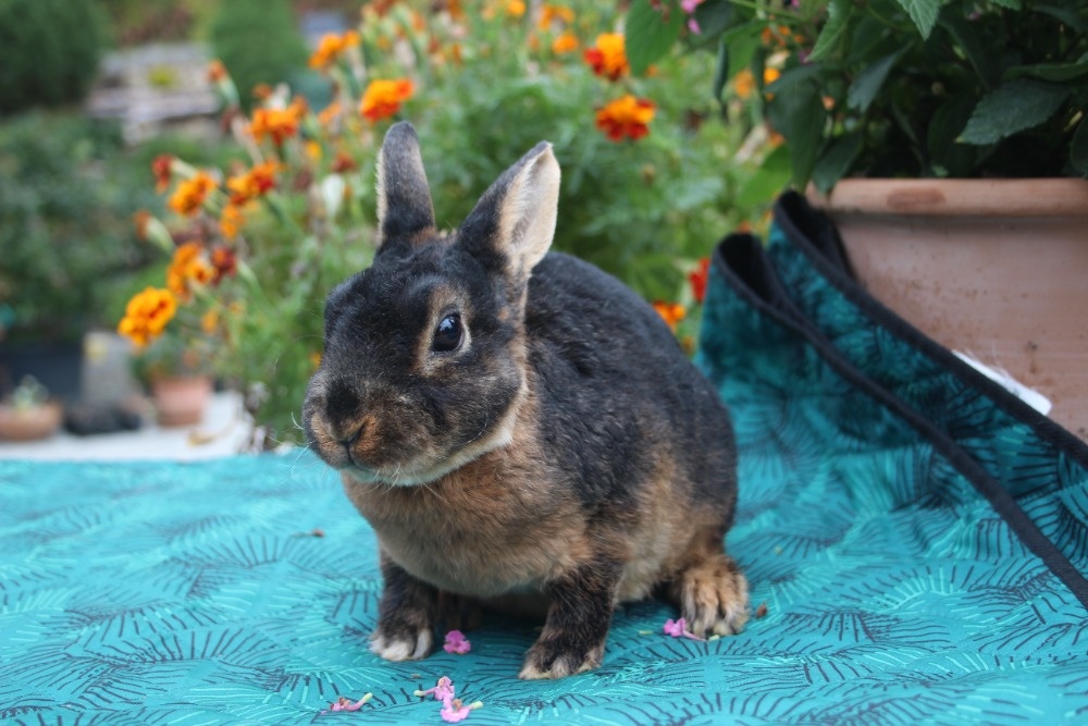 Zakrslý REX tříslový černý s PP - 2