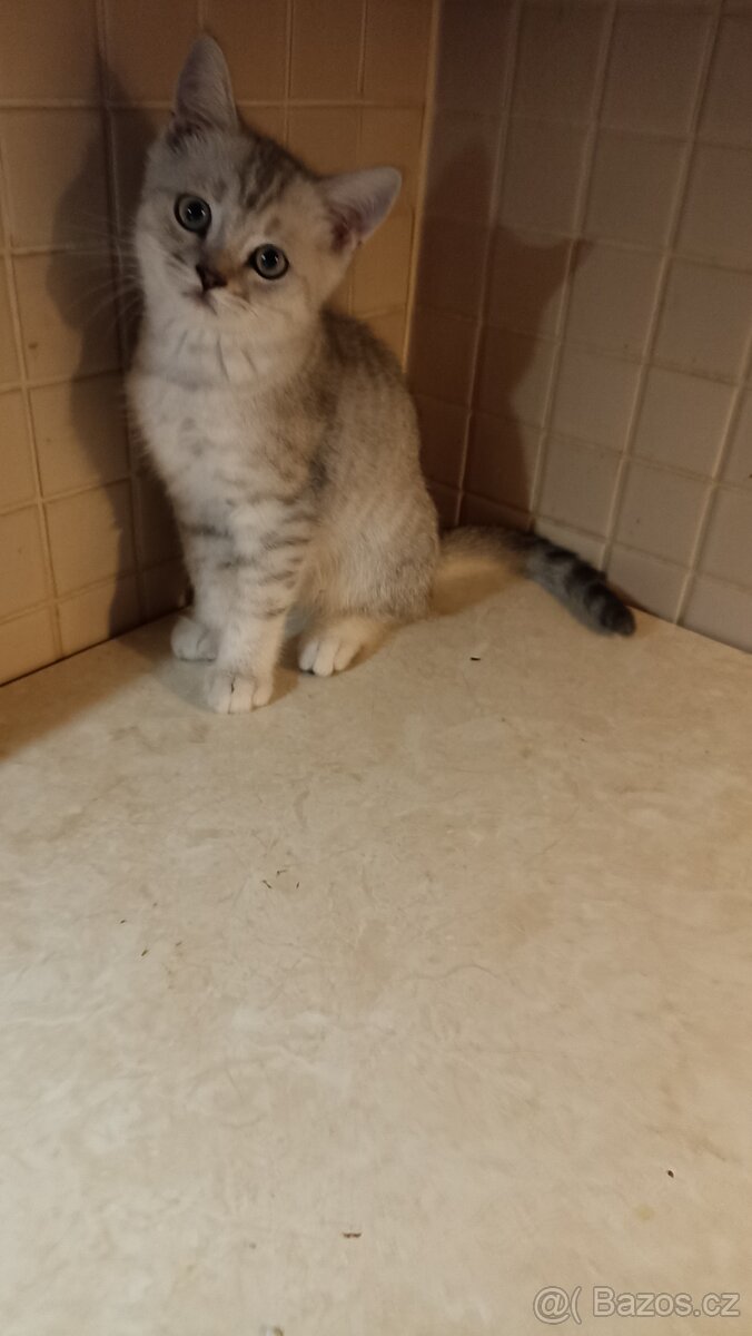 Britská koťátka s PP - 2