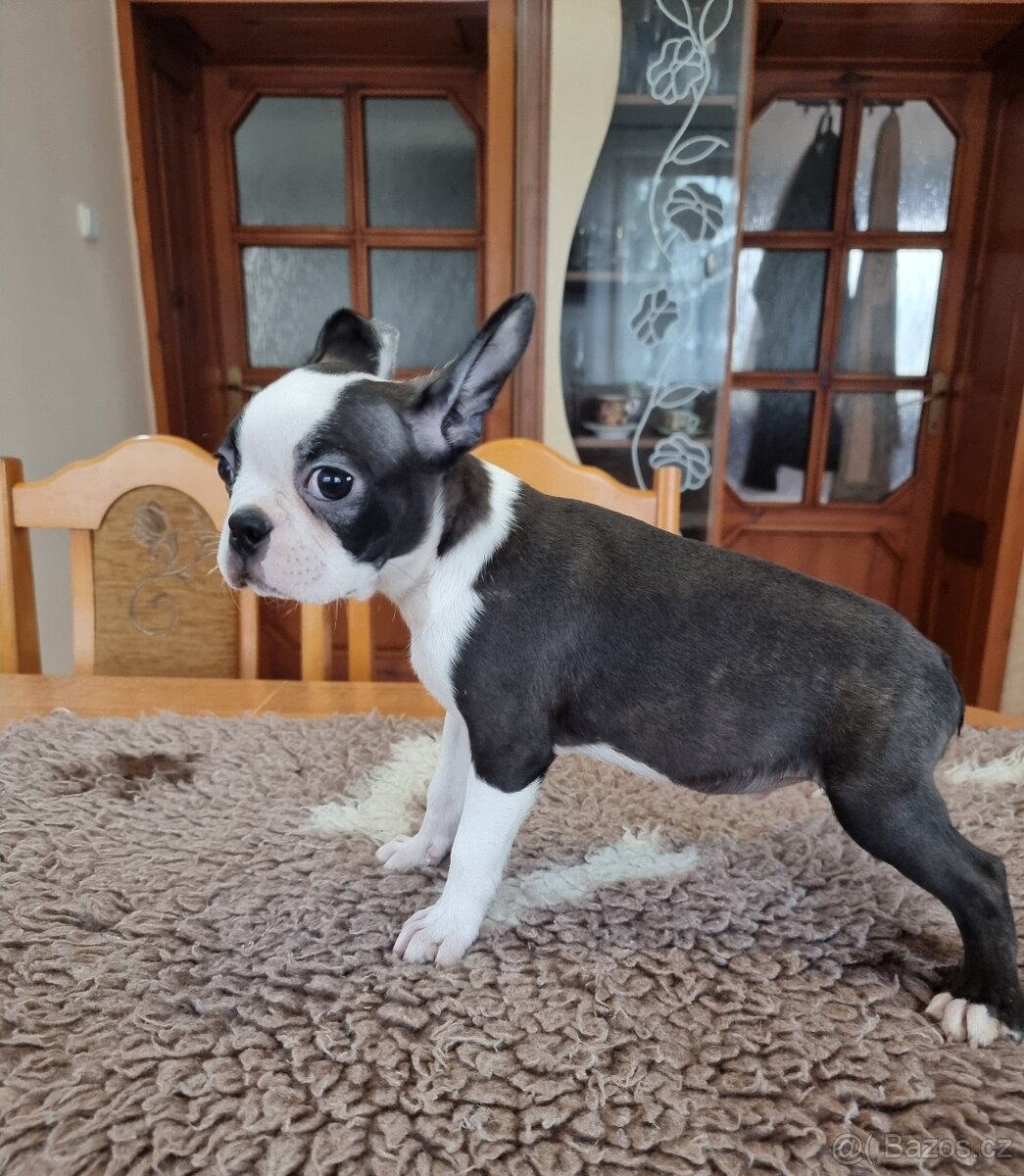 Bostonsky terier Boston tetiet - 2