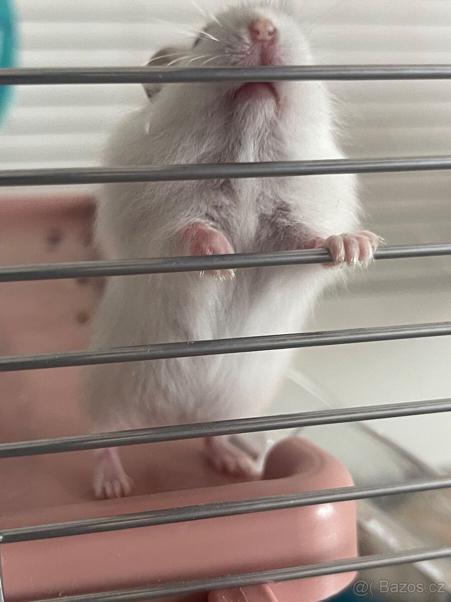 Křeček džungarský - 2