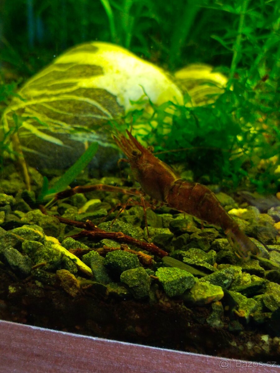 Kreveta čokoládová-Macrobrachium dayanum - 2