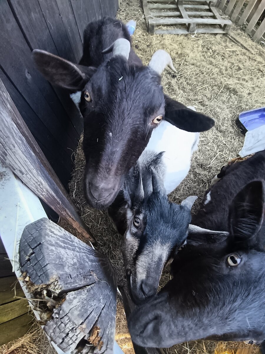 Prodám kozy - 2