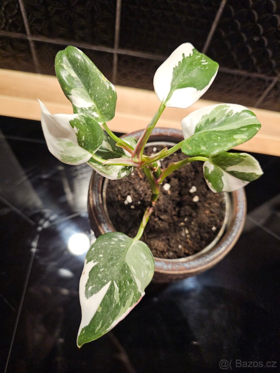 Philodendron White Princess - 2