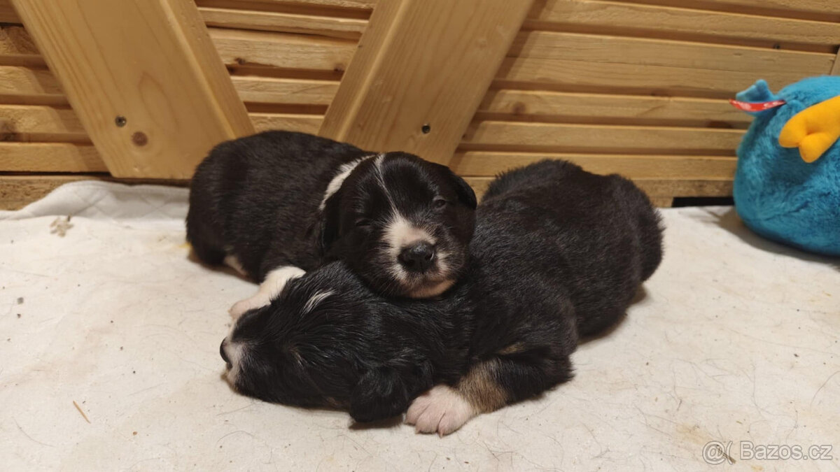 Border kolie s PP: - 2