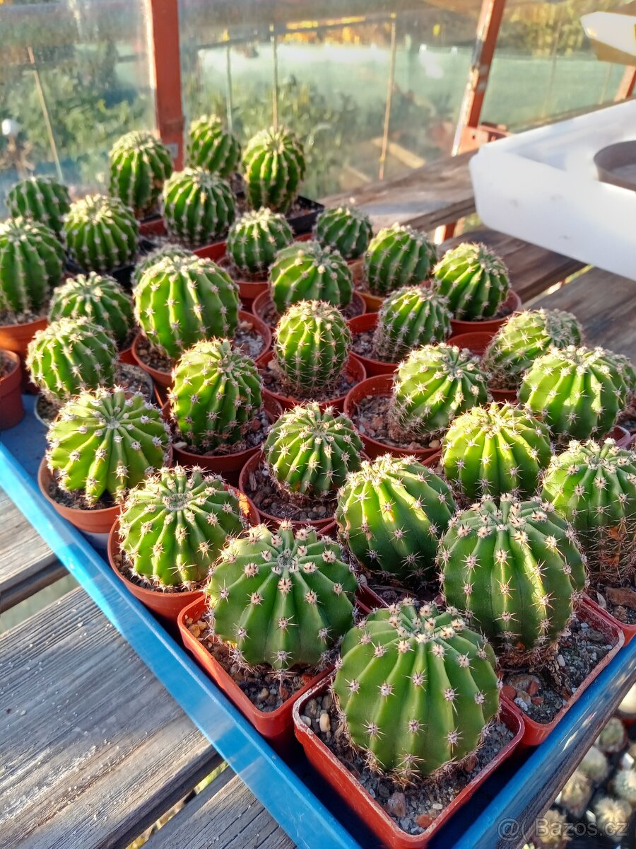 KAKTUS - ECHINOPSIS EYRISII - 2