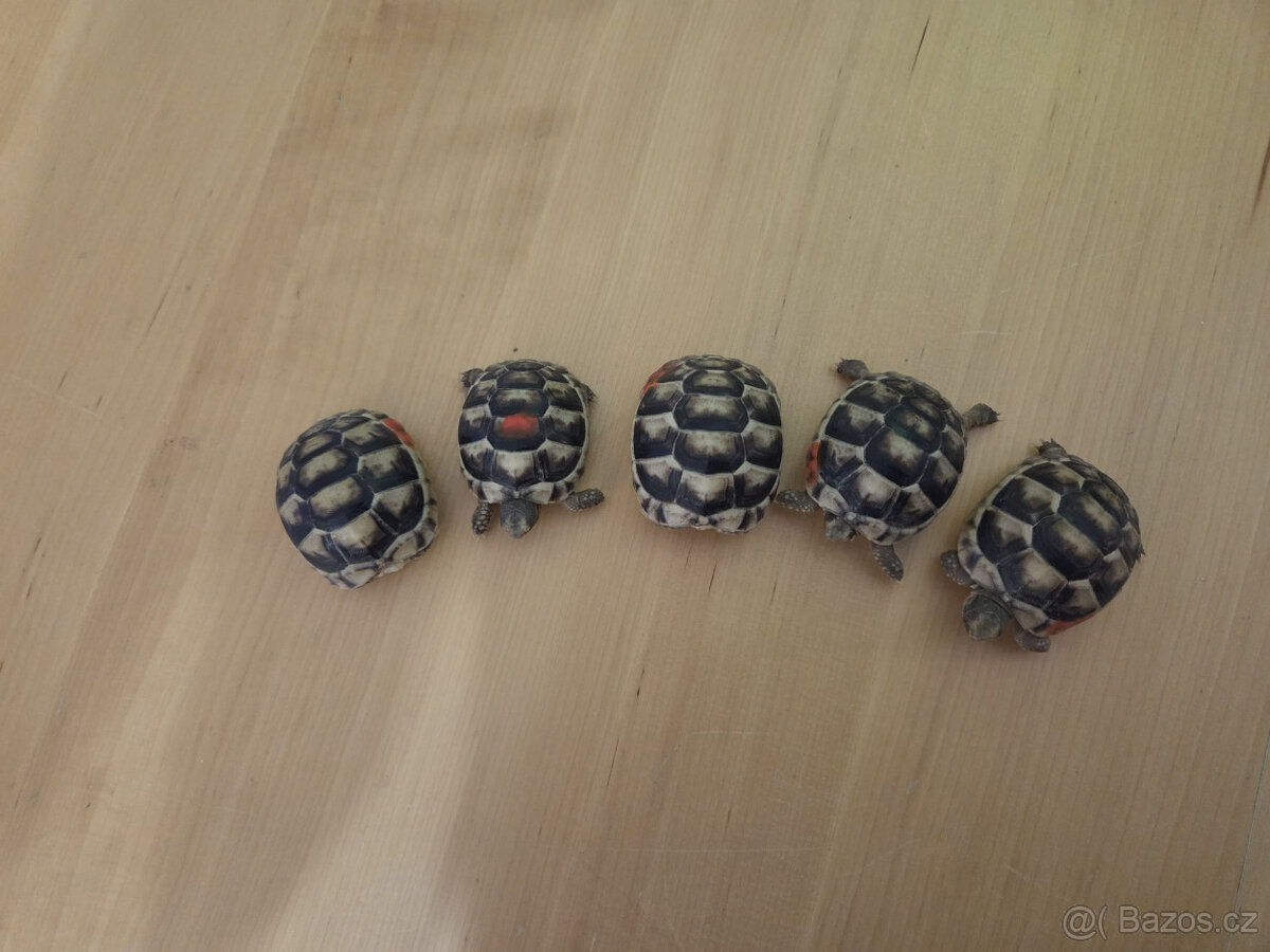 želva vroubená - mláďata - 2