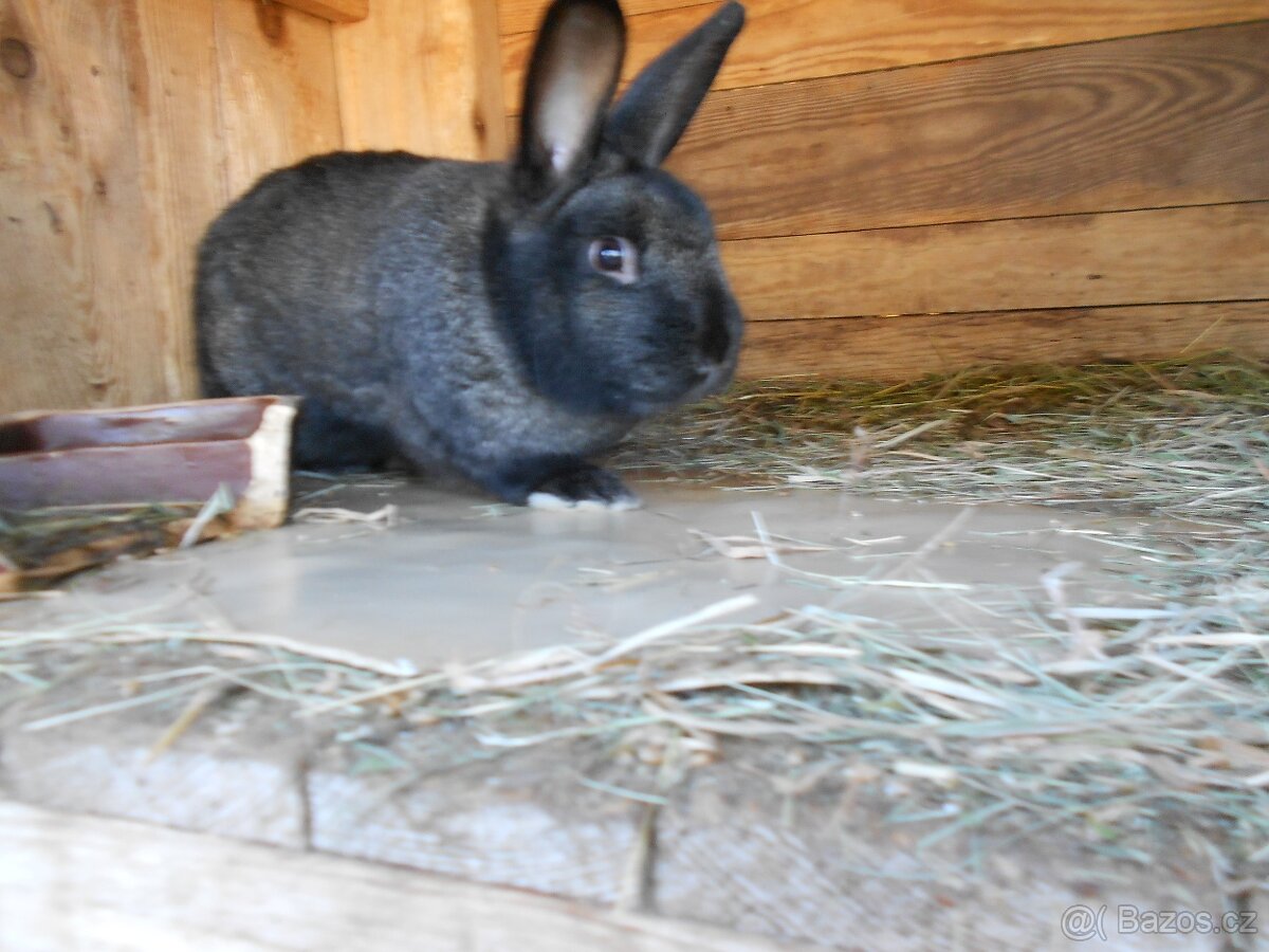 Králíci. - 2