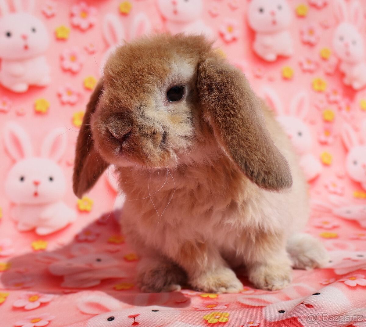 Zakrslí rex beránci s VP . - 2