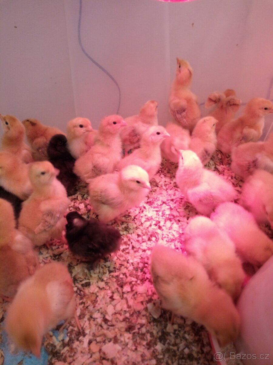 Kuřátka - 2