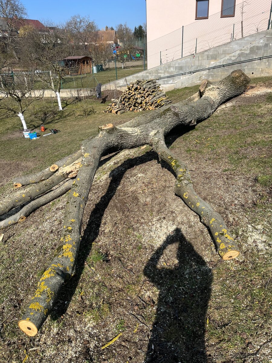 Kmen Ořechu - 2