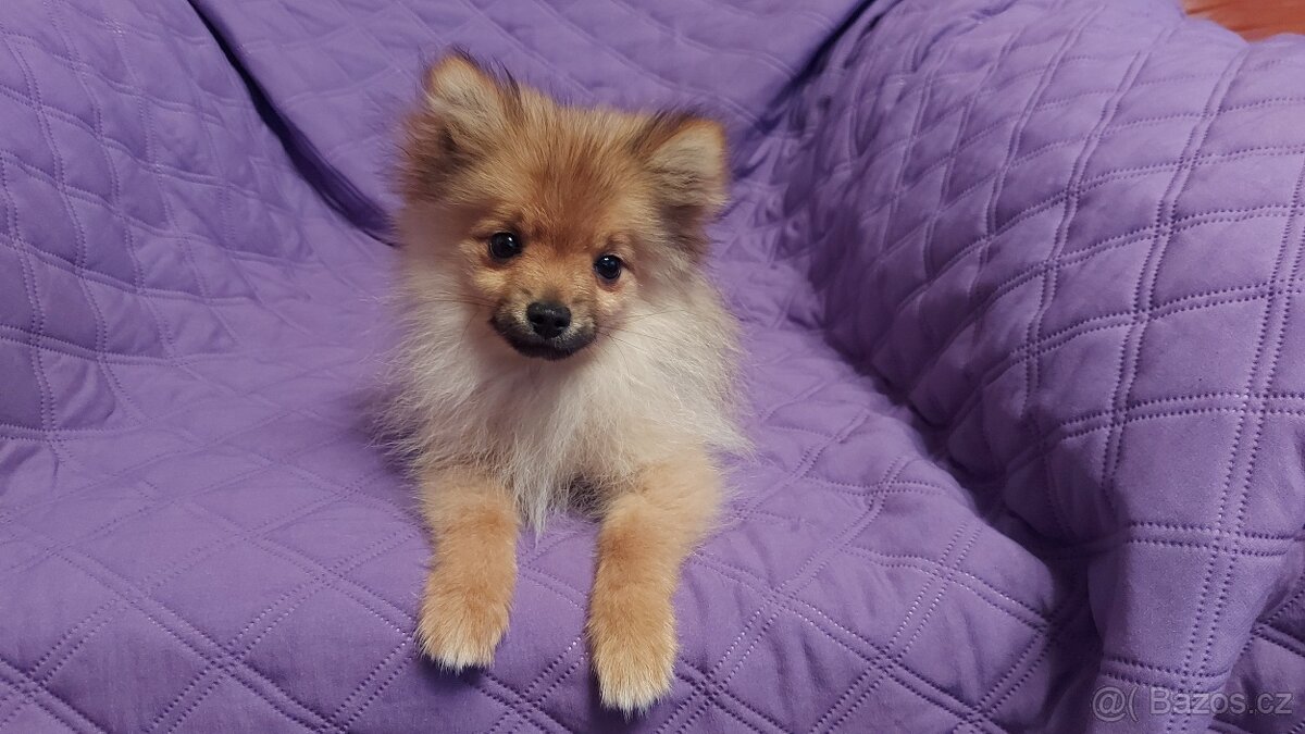 Špic, nemecký špic , oranžový špic, pomeranian - 2