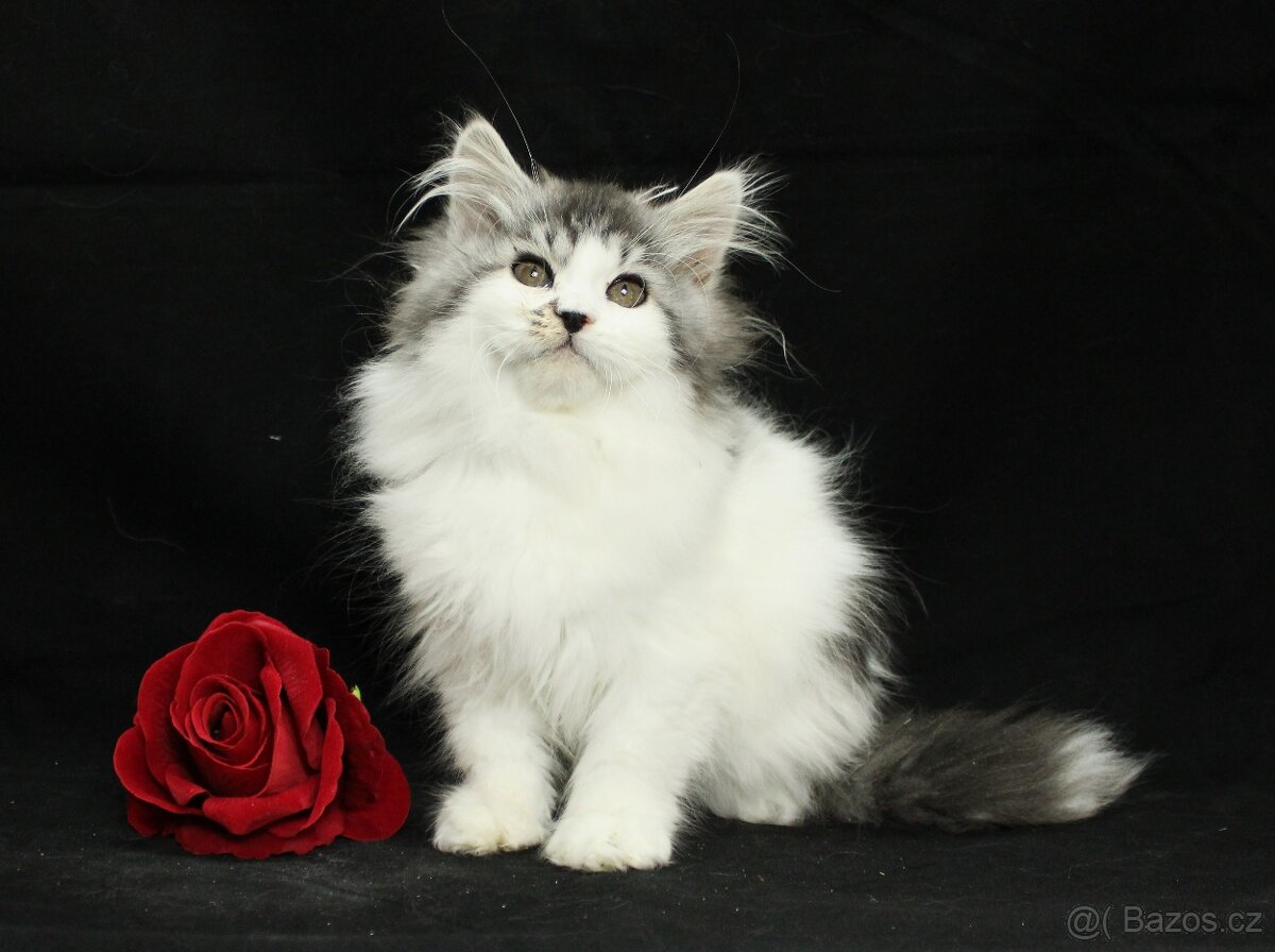 Sibiřská kočka - 2