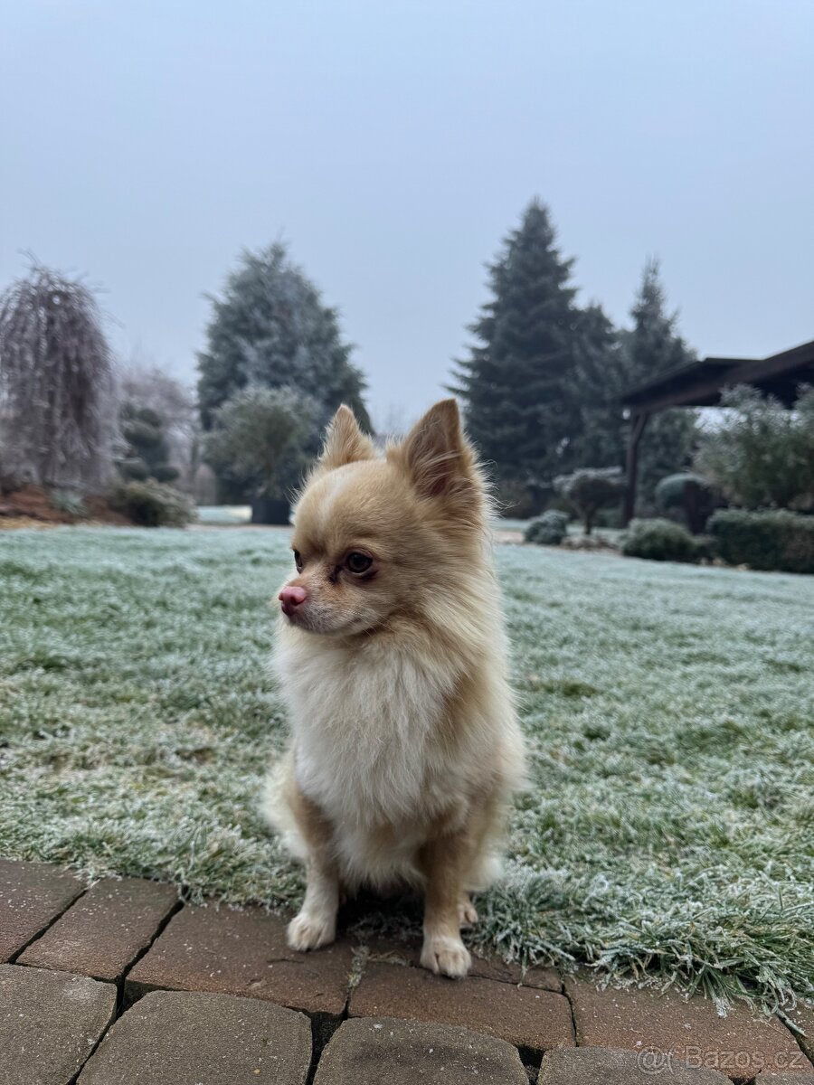 Čivava ke krytí - 2