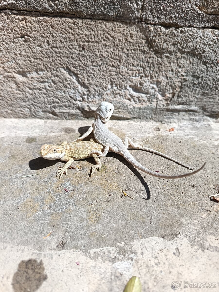 agama vousatá, terárium - 2