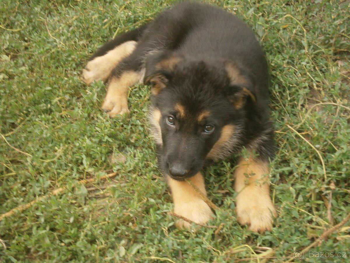 Nabízím štěnata Německého ovčáka - 2