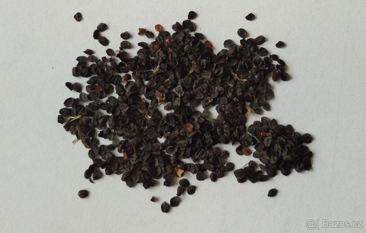 Hvozdík Lumnitzerův Dianthus Lumnitzeri 400 semen 50 Kč - 2