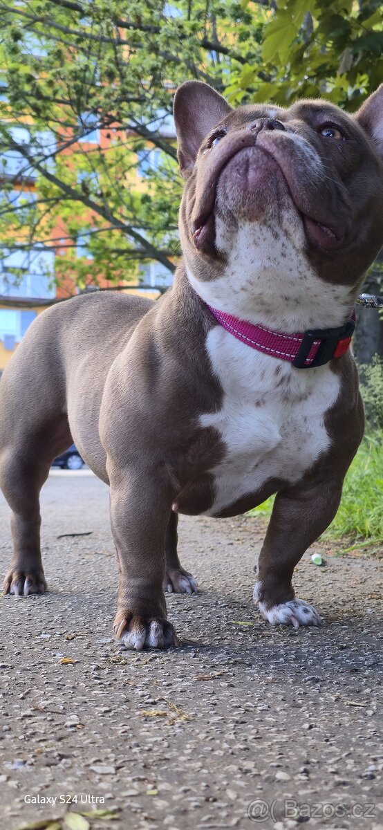 American bully exotic micro - 2