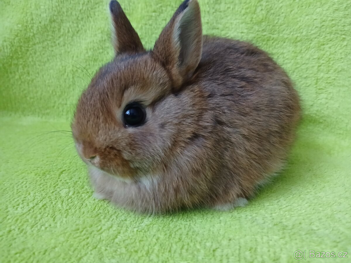 Zakrslý králíček - 2