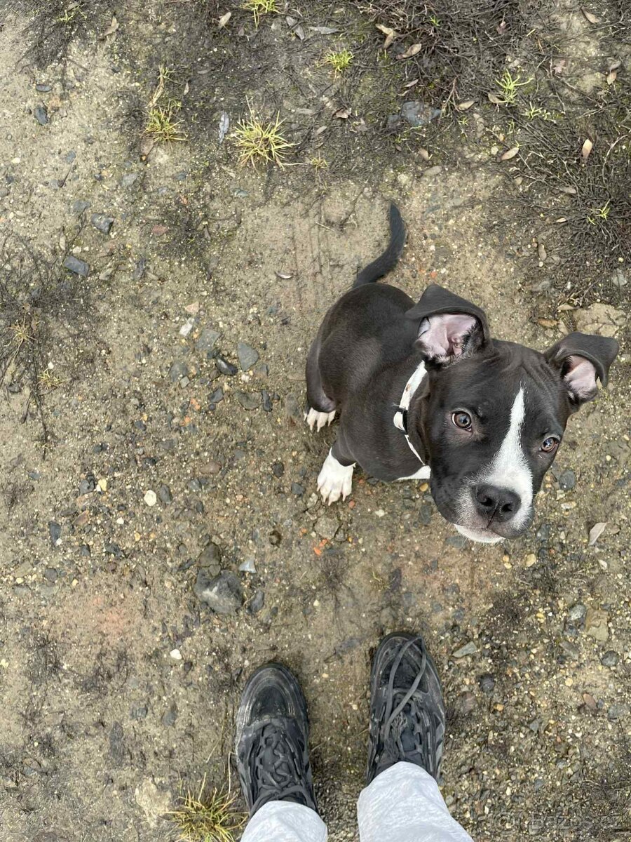 7měsíčnó štěně - 2