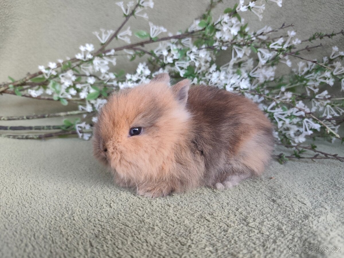 Nádherný Teddy sameček s VP - 2