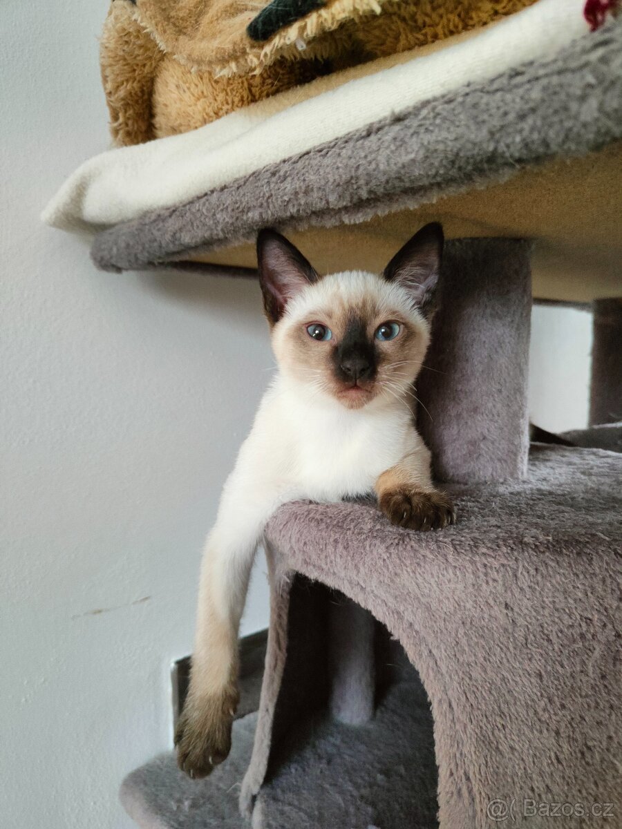 Thajská kočka - 2