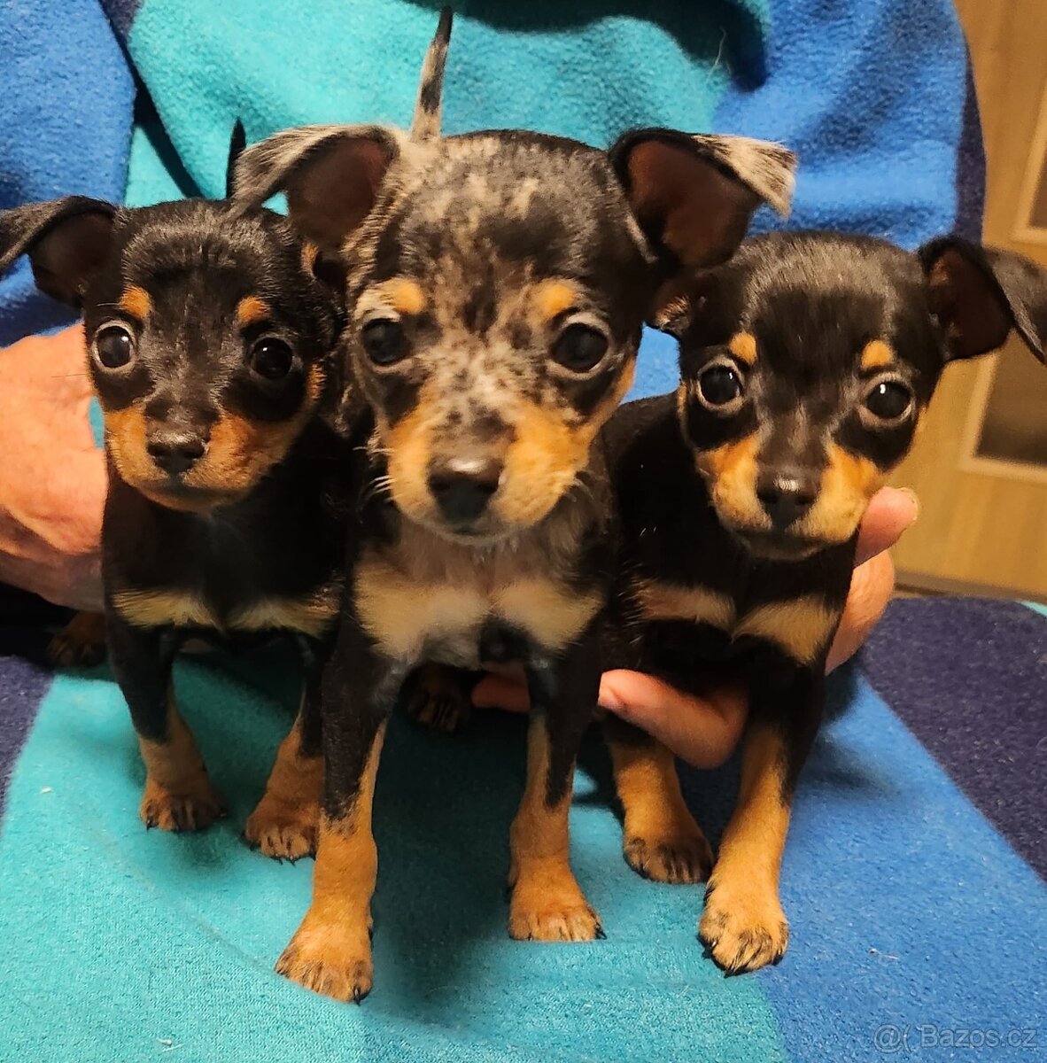 Pražský krysařik - 2