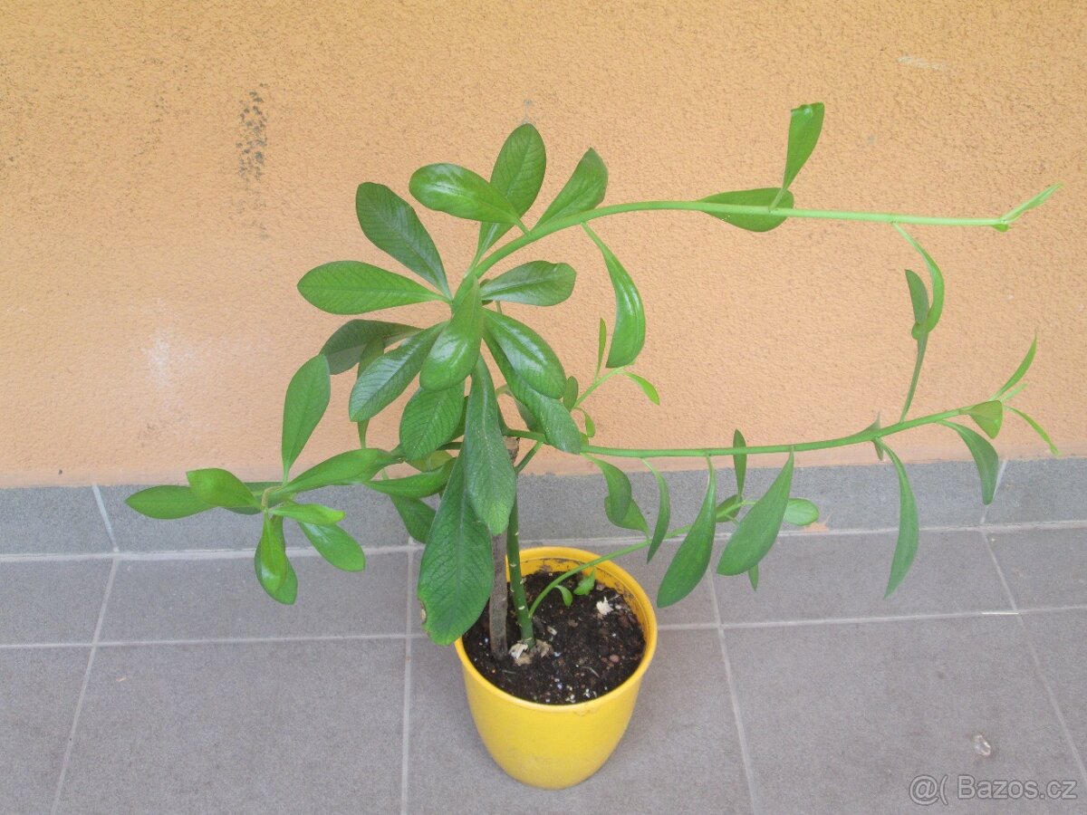 Gumovník - Synadenium grantii - 2