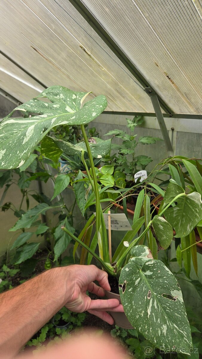 Monstera thai - 2