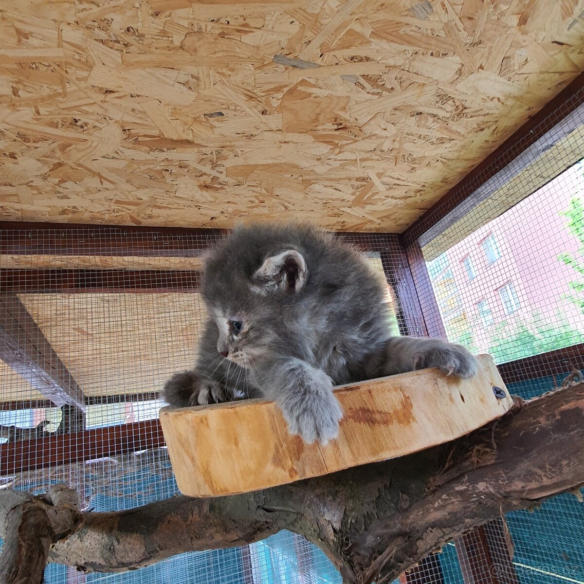 Ponukam maciatka - 2