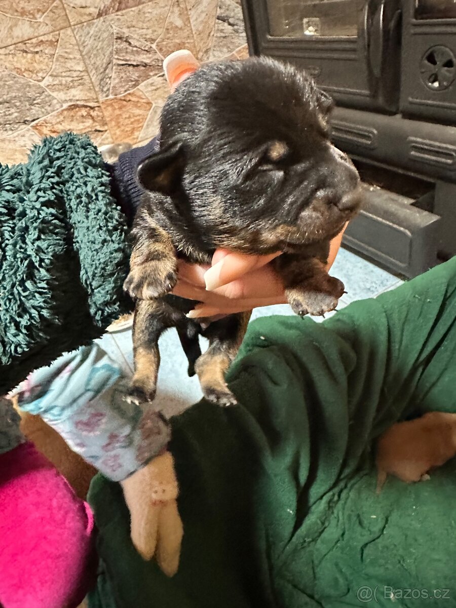 Pražský krysařík - 2