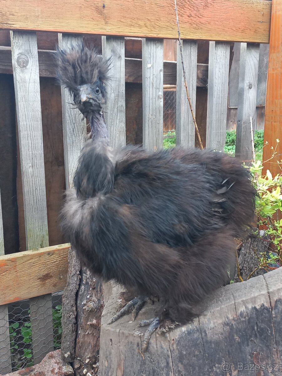 Holokrká hedvábnička - 2