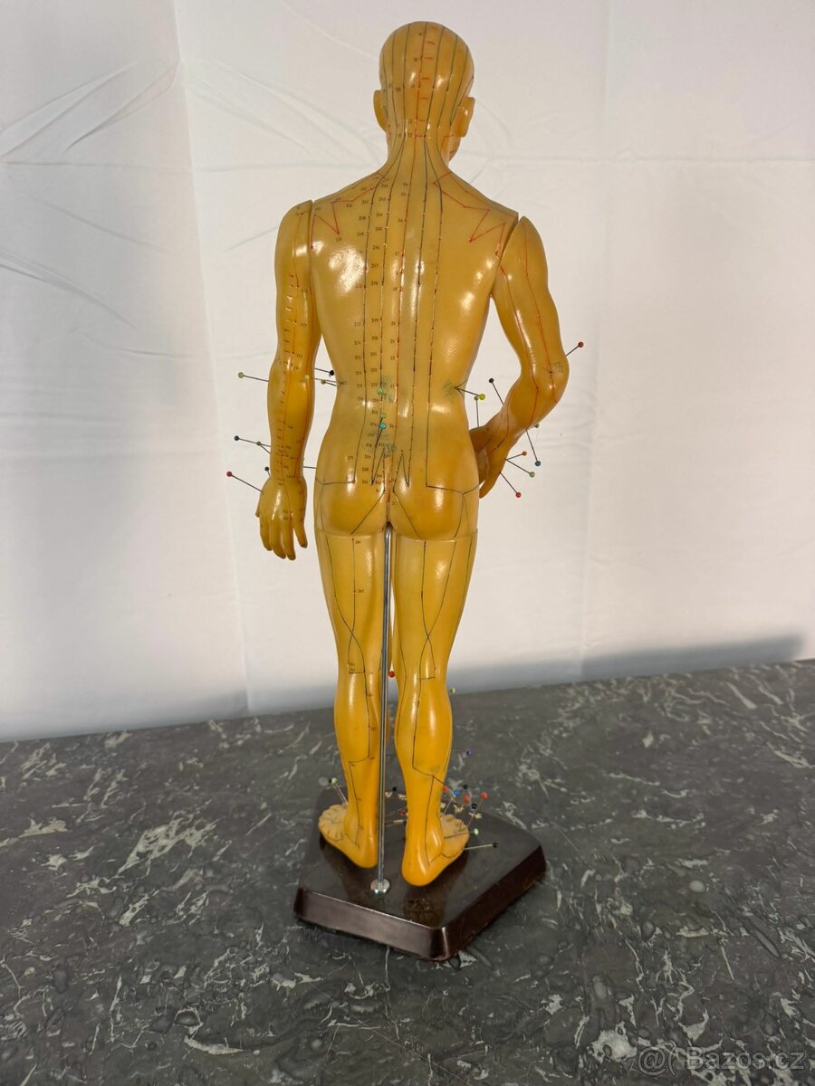 Akupunkturní model (520006) - 2