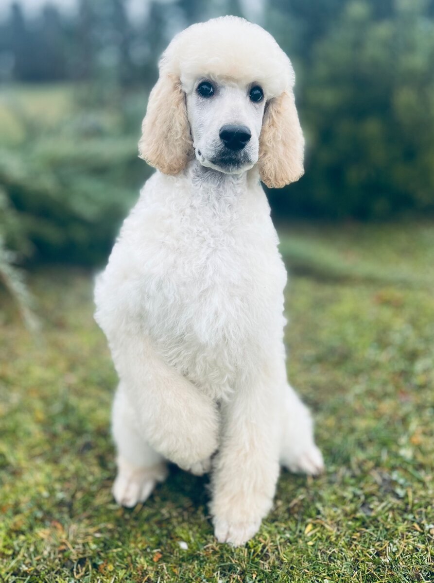 Pudl velký královský s PP - 2