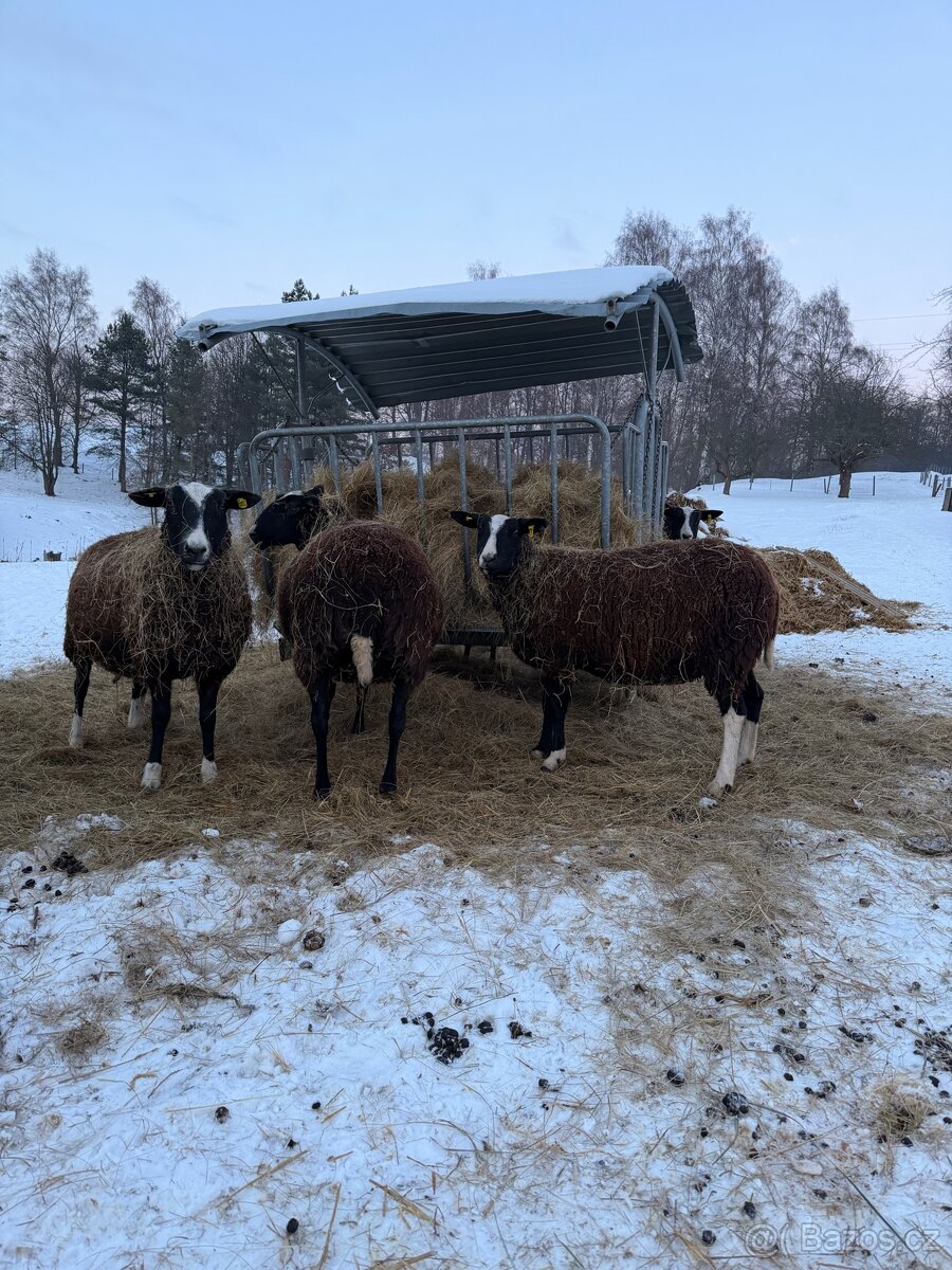 Ovečky Zwartbles - 2