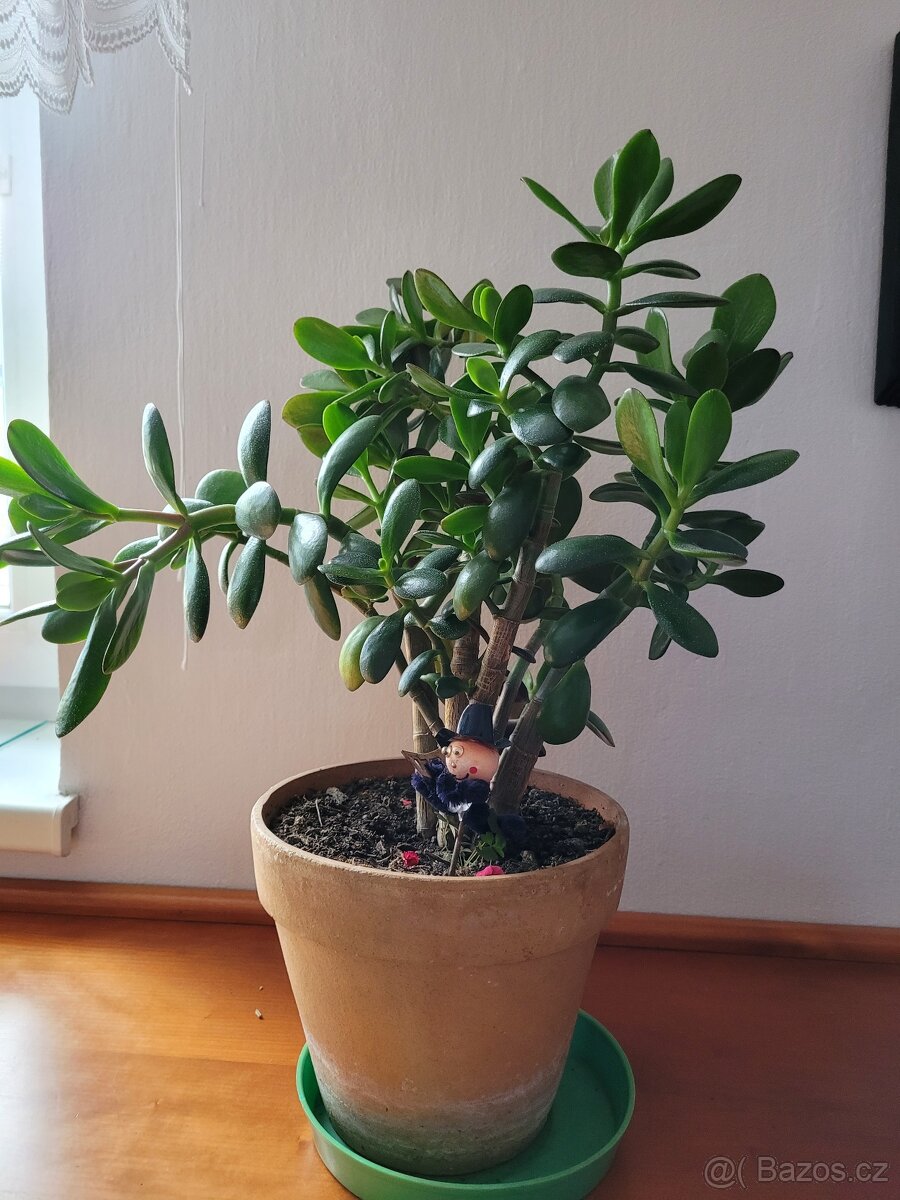 Pokojové květiny - 2