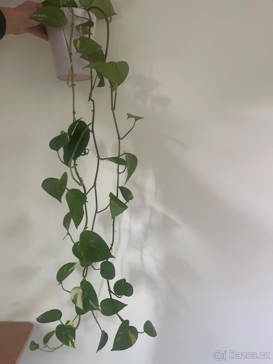 Pokojová rostlina - Philodendron 2 - 2