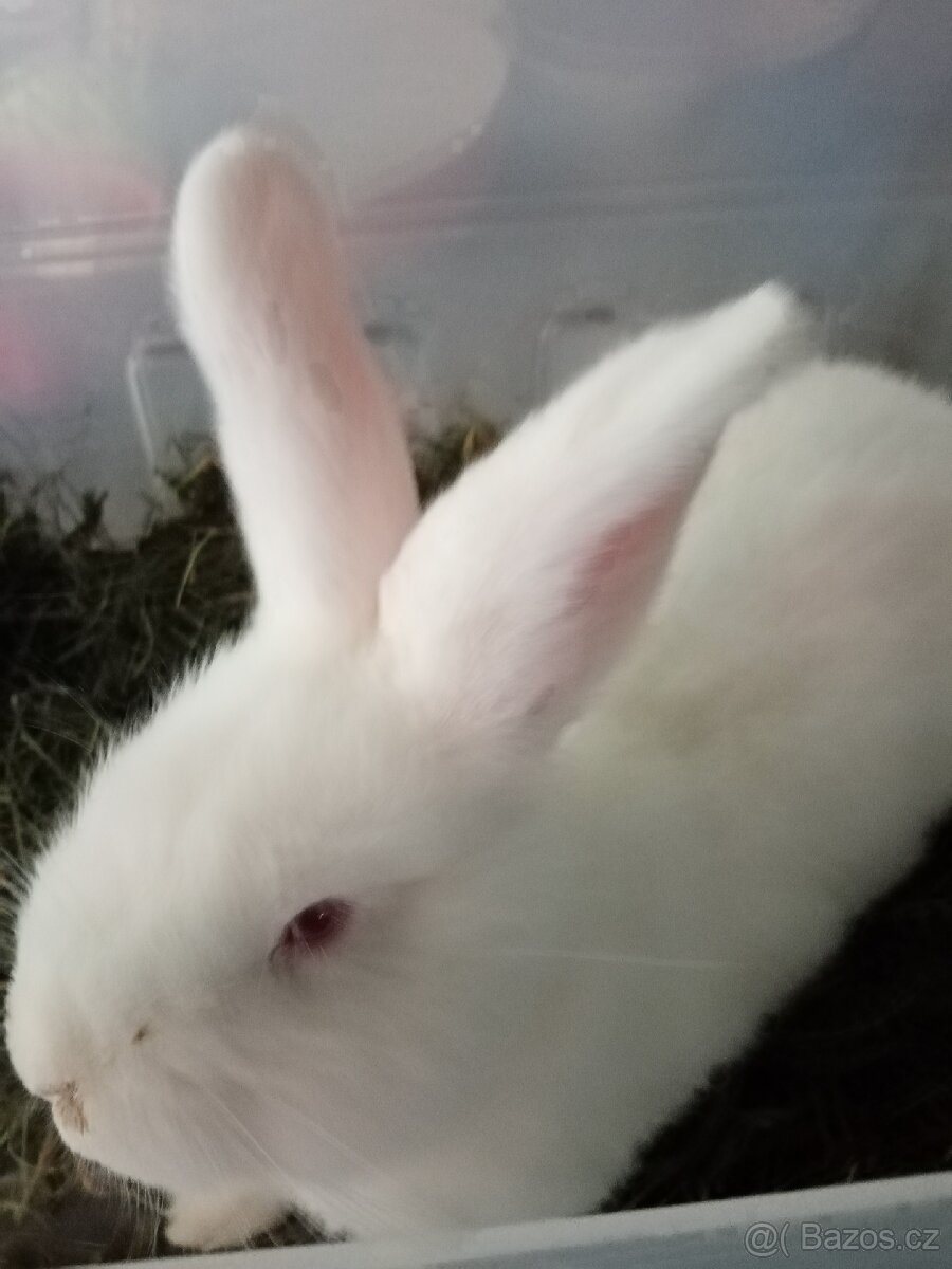 Novozélandský bílý - 2