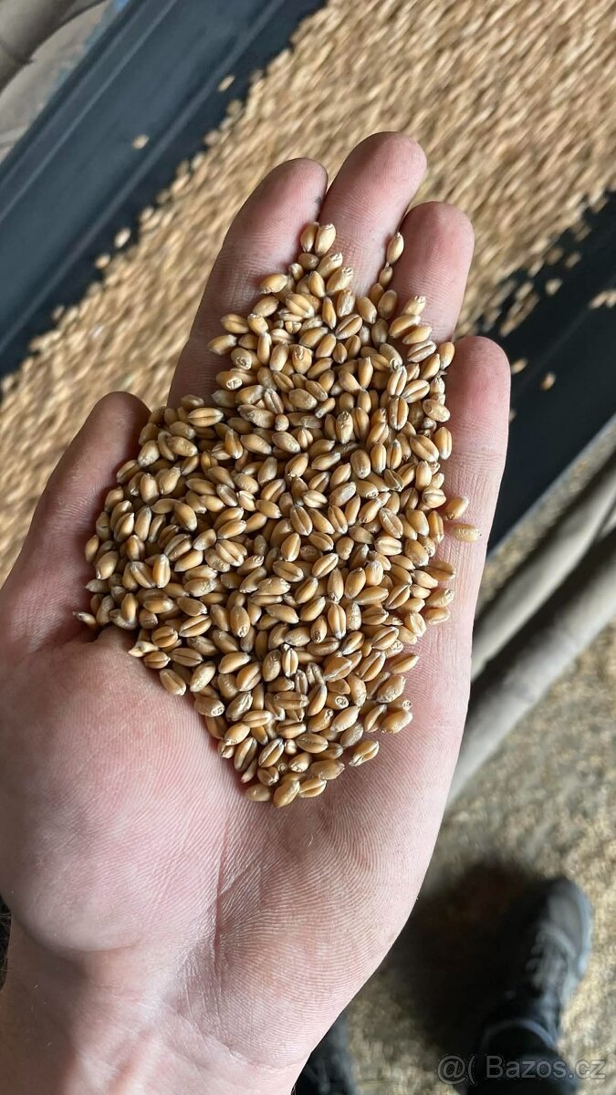 Pšenice, ječmen, obilí - 2