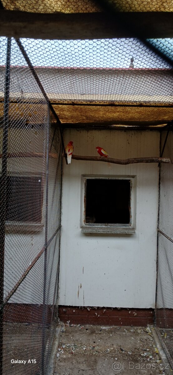 Prodám chovný pár rozely rubíno 2022 - 2