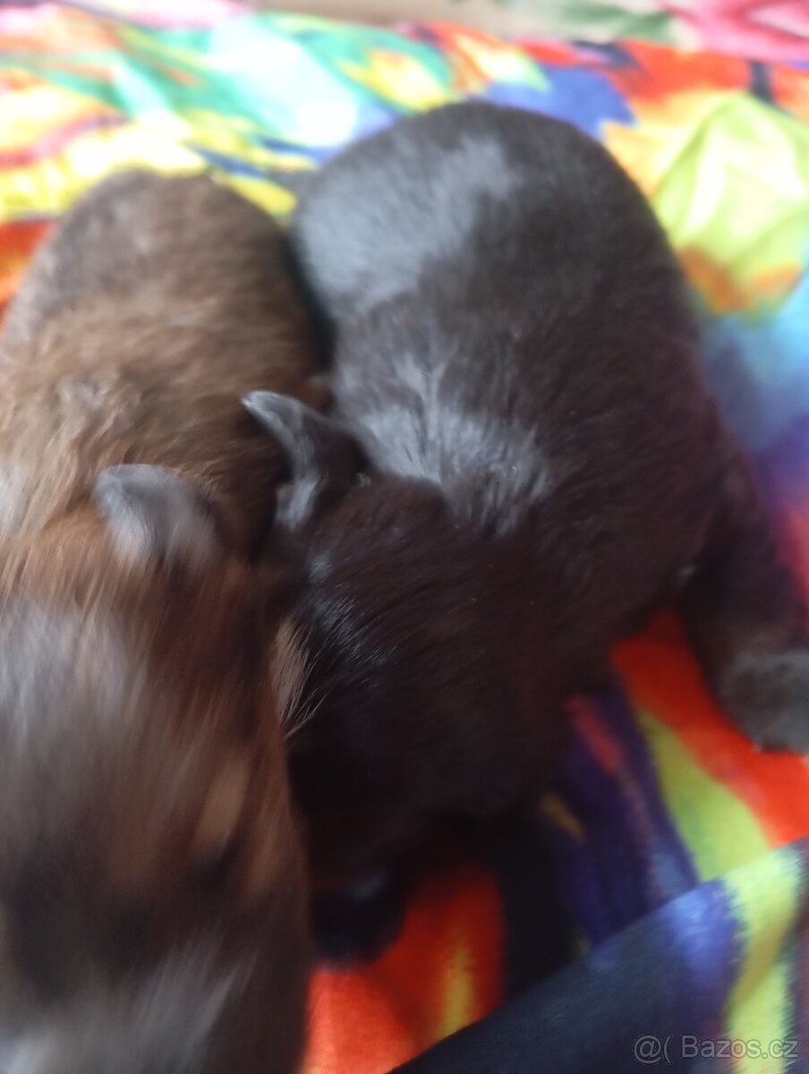 Štěňata - 2