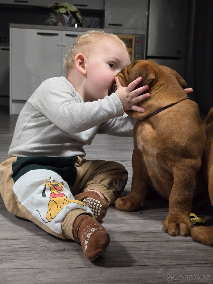 Bordeauxská doga s PP - 2