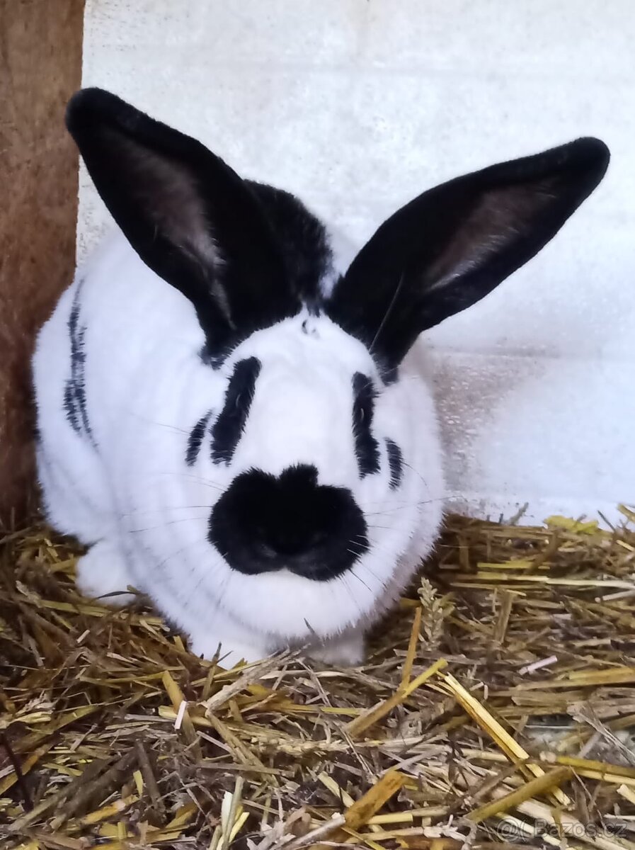 Německý obrovitý strakáč - 2