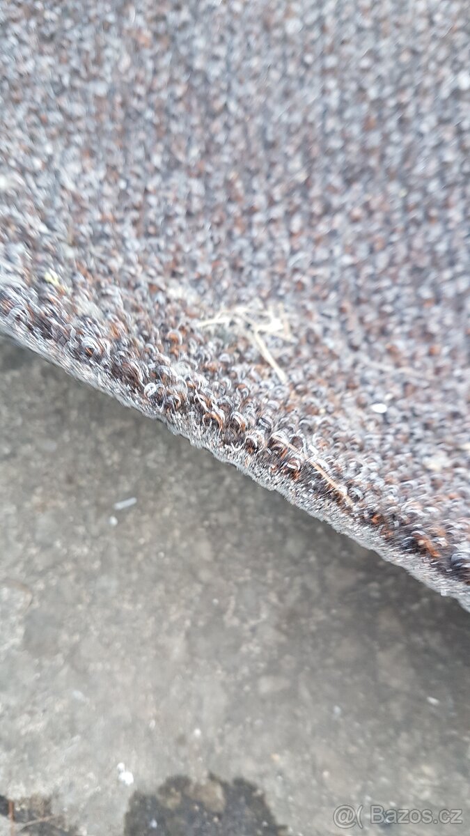 Kvalitní a těžký koberec do prodejny - 2