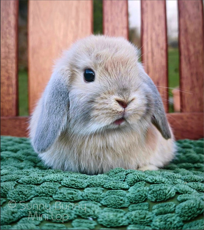 králíček MINILOP 💙 FLASH - 2